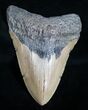 Megalodon Tooth - North Carolina #11031-1
